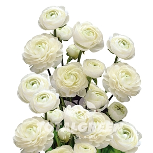 Peony White Bulb Kit